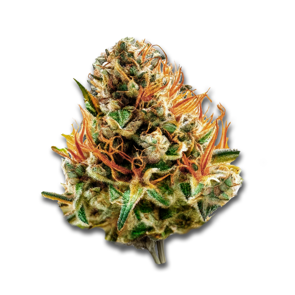 Cannamedical Indica Forte: El Jefe