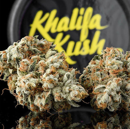 Nahaufnahme von zwei dichten Khalifa Kush Cannabisblüten mit harzigen Trichomen und orangefarbenen Härchen vor einem schwarzen Hintergrund mit gelbem "Khalifa Kush" Schriftzug.