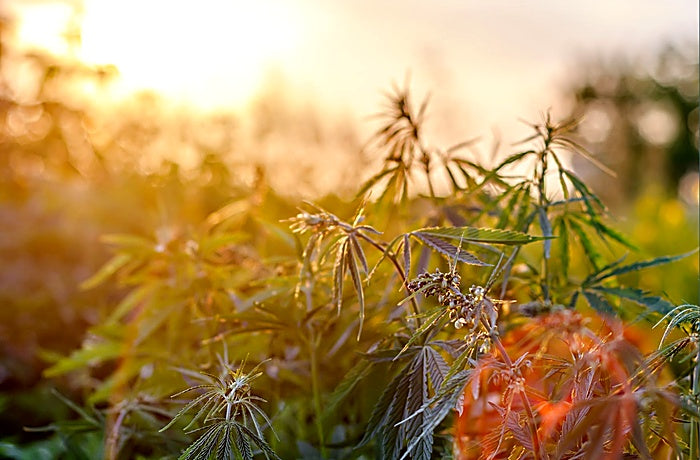 Cannabispflanze mit sonnigem Hintergrund