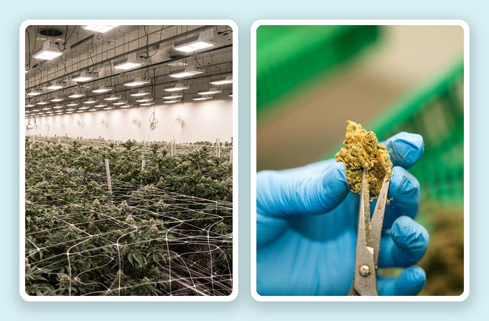 Collage aus Cannabisplantage und einer Hand, die eine Cannabisblüte hält