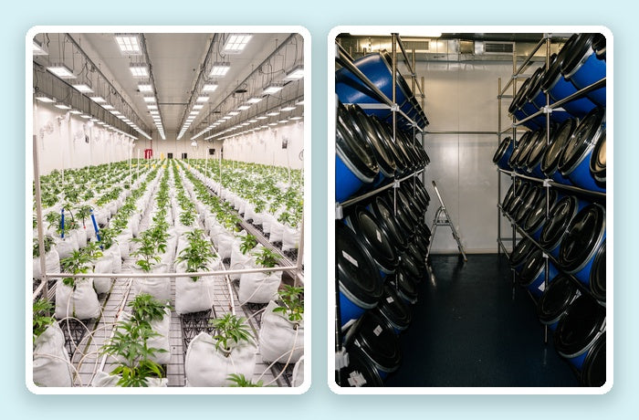 Collage aus Cannabisplantage und Raum mit Aufbewahrungstonnen 
